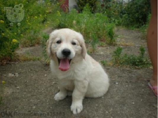 PoulaTo: GOLDEN RETRIEVER